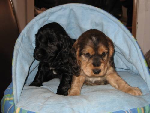 extras�sse english cockerspaniel