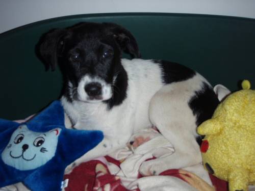 labrador bordercollie mixwelpe