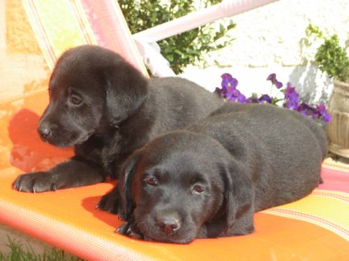  black beautys labrador welpen