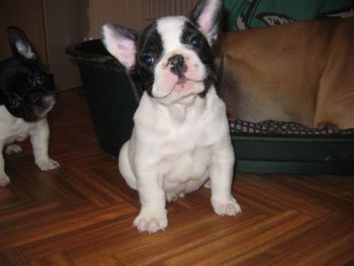 franz�sische bulldoggenwelpen