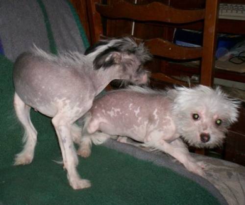 sehr liebe chi schopfhunde nackthunde