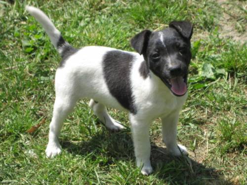 aufgeweckte jack russell welpen abzugeben
