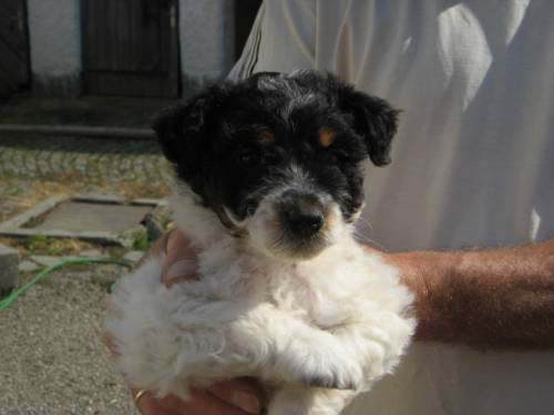 freches kerlchen ist umzugsbereit parson jack russell