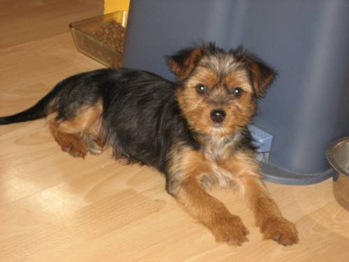 verspielte kleine yorky maus