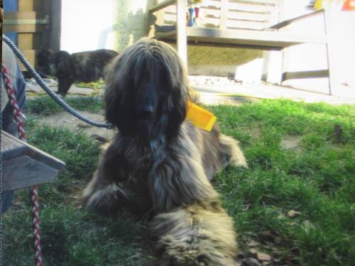edle afghanen windhunde