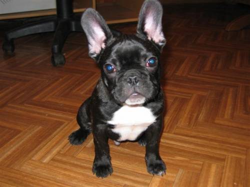 franz�sischer bulldoggenwelpe