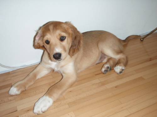 bildh�bscher goldenretriever collie mixwelpe