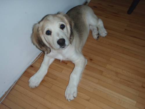 wundersch�ner goldenretriever collie mixwelpe
