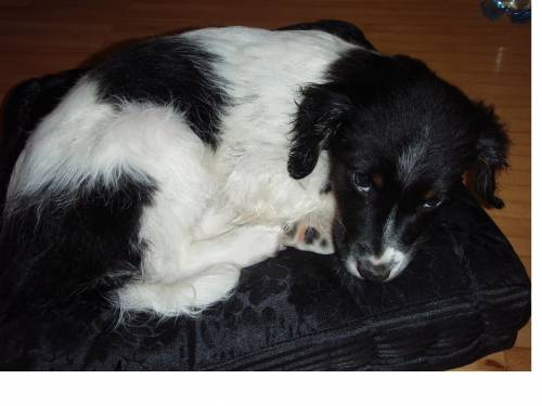 bordercollie m�nsterl�ndermixwelpe