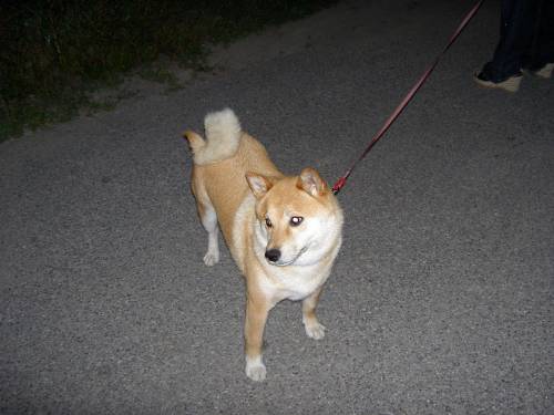 reinrassige shiba inu h�ndin sucht