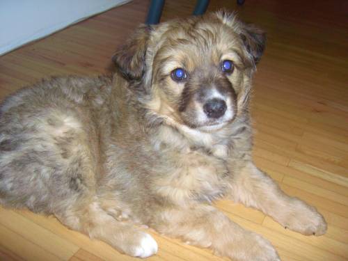 collie mischlingswelpe