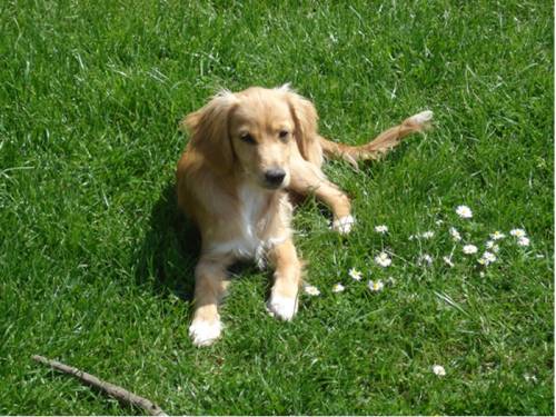 s�sses spanielmischlingsm�dchen
