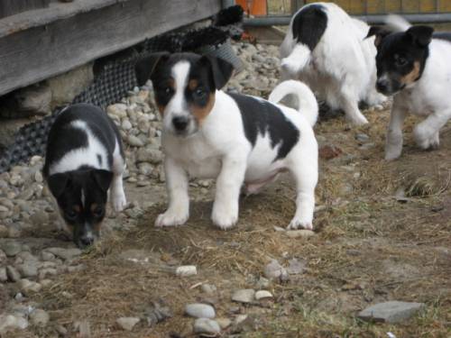  freche jack russell terrier welpen