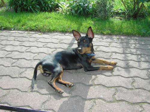 suche zwergpinscherm�derl zum decken