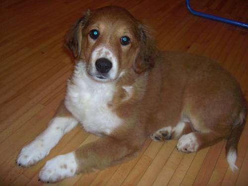 collie goldi welpe