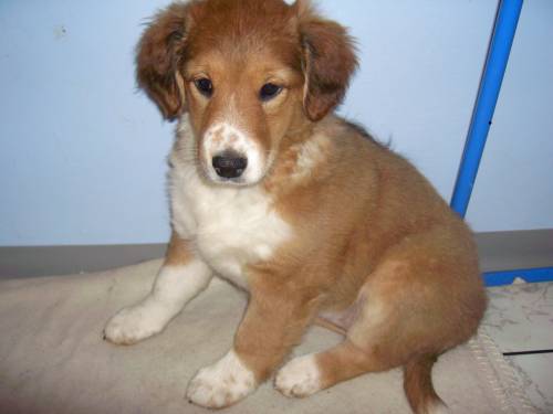 collie goldi welpe