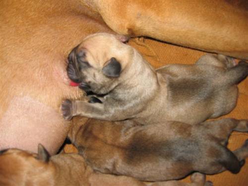 wurfank�ndigung bullmastiff