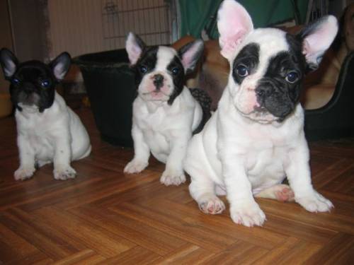 franz�sische bulldoggenwelpen