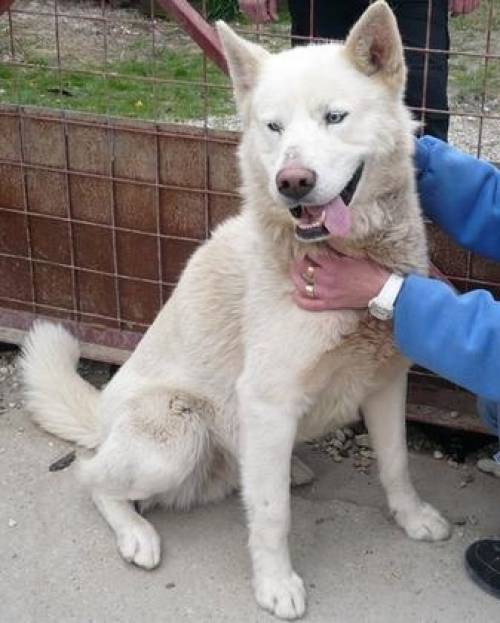 malamut huskymix bastien sucht ein zu hause