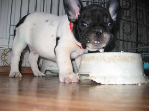franz�sischer bulldoggenwelpe