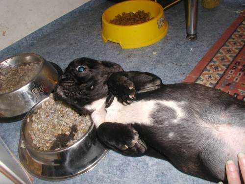 supperssse franzsische bulldogge