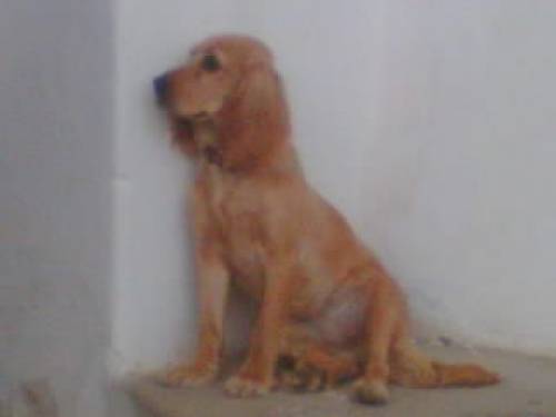 cocker spaniel mix
