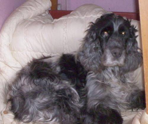 spaniel guido wartet auf eine famile