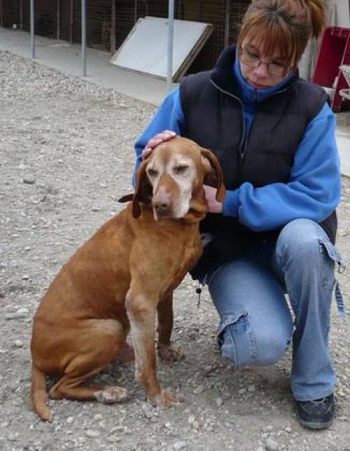 viszla r�de noel sucht dringend fix oder pflegeplatz