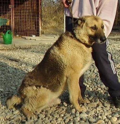 sch�fermix fido wartet auf einen traumplatz