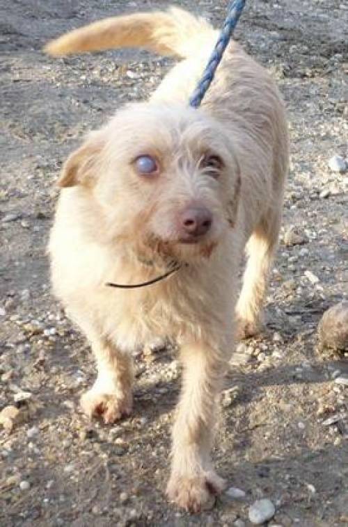 frieda sucht dringend ein zuhause