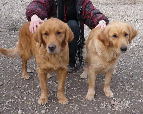  retriever damen suchen gemeisam ein zuhause