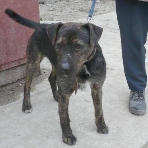 jagdhund theo sucht nach einer neuen familie