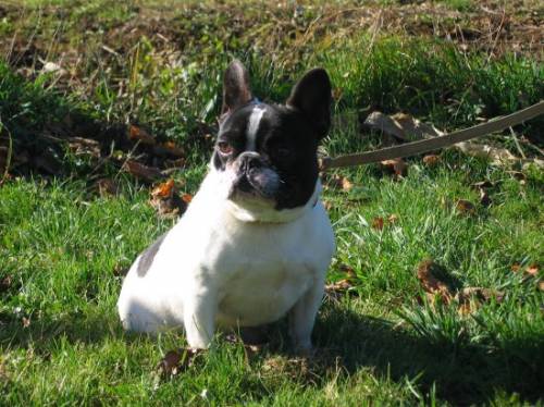 franz�sische bulldoggendame