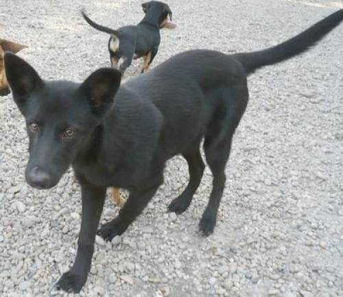 mixr�de larry wartet auf ein zu hause