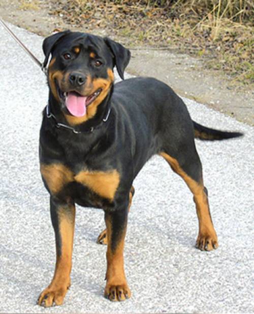 rottweiler h�ndin aus intern championzucht