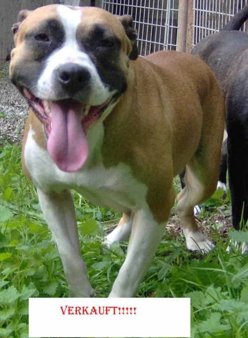 pitbull h�ndin dakota