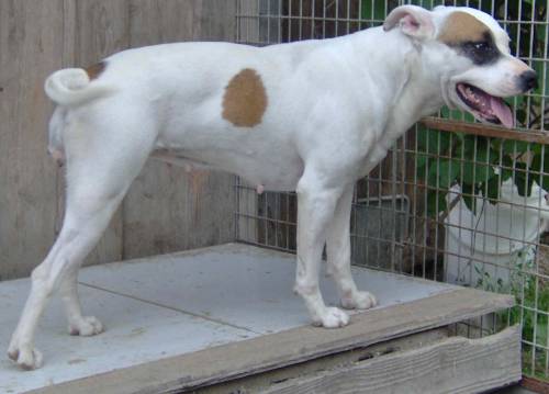 jeanny pitbull h�ndin