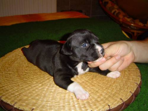 american staffordshire terrier welpen