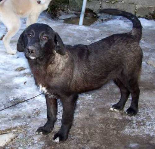 varano
