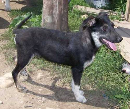 ceylon