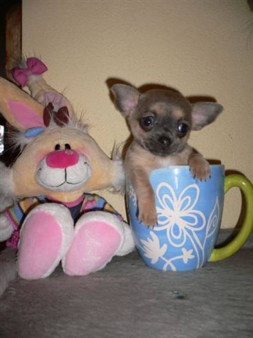 mini chihuahua bub picollo sucht spitzenplatz
