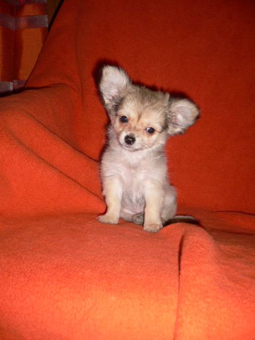 mini chihuahua bub rusty sucht spitzenplatz
