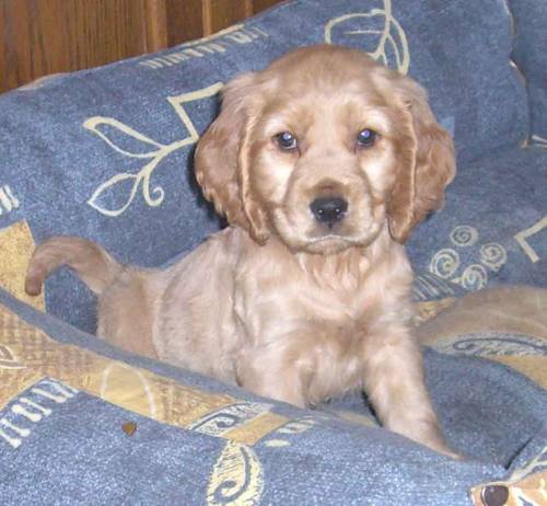 engl cocker spaniel