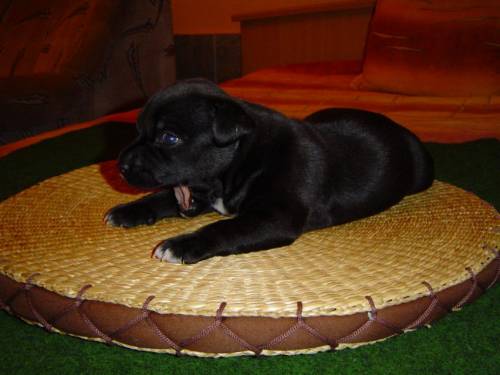 american staffordshire terrier welpen