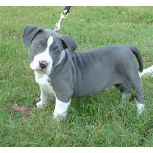 niedlichen blaue und rote nase pitbull welpen bereit fr neu