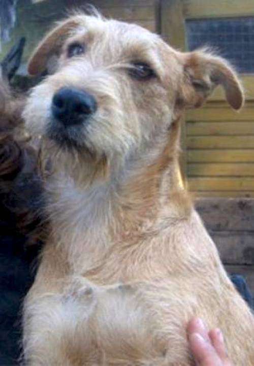 woody ein hund fr alle flle irish terrier rde