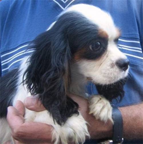 lisa cavalier king charles spaniel hndin pflegestelle linz