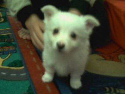 mini malteser spitz mischling
