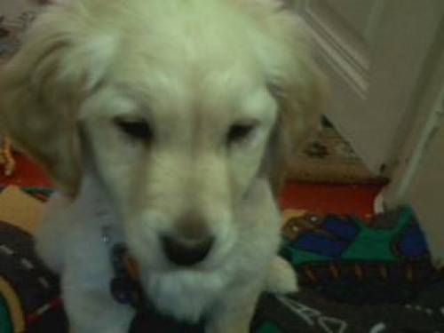 golden redriver baby m�di