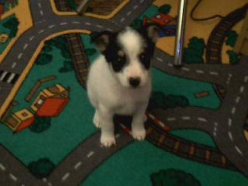 jack russel terrier mischling